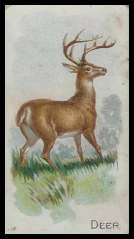 E28 Deer.jpg